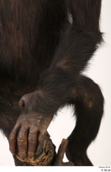 Arm Hand Ape Animal photo references